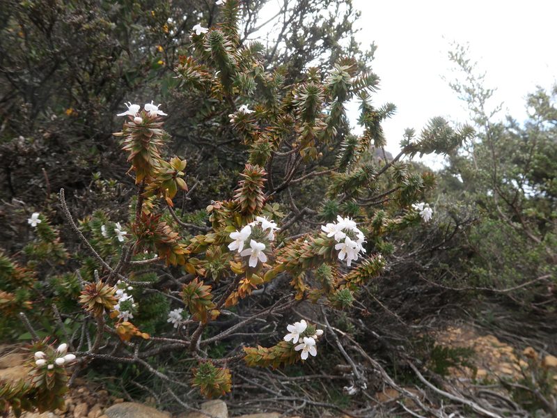 Westringia rubiifolia, photographed by Cowirrie
