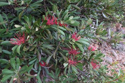 Telopea truncata, photographed by Cowirrie
