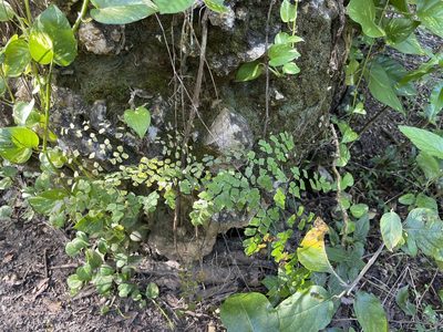 Adiantum tenerum, photographed by Serenella Linares