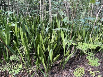 Dracaena hyacinthoides, photographed by Serenella Linares