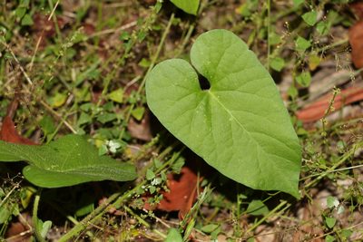 Ipomoea biflora, photographed by Greg Tasney
