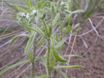 Cryptantha fendleri, photographed by Matt Lavin
