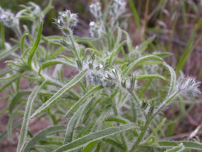Cryptantha fendleri, photographed by Matt Lavin