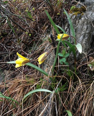 Tulipa uniflora, photographed by Nina Filippova