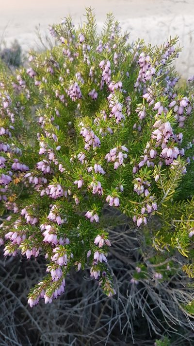 Erica erigena, photographed by anasacuta