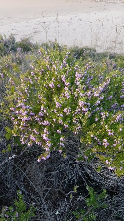 Erica erigena, photographed by anasacuta