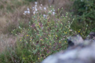 Senecio sylvaticus, photographed by Tim Johnson