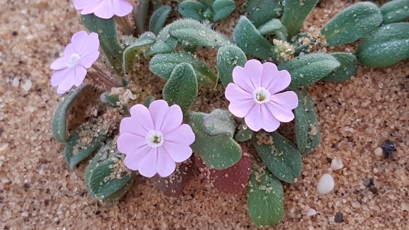 Silene littorea, photographed by anasacuta