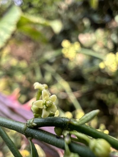 Orthosia stenophylla, photographed by Nicolás Baresch Uribe