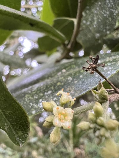 Daphnopsis caracasana, photographed by Nicolás Baresch Uribe