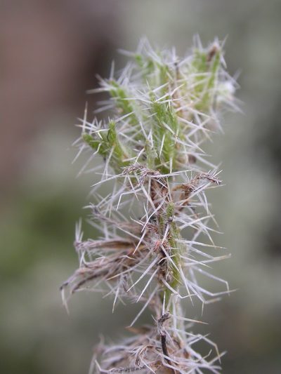 Cryptantha scoparia, photographed by Matt Lavin