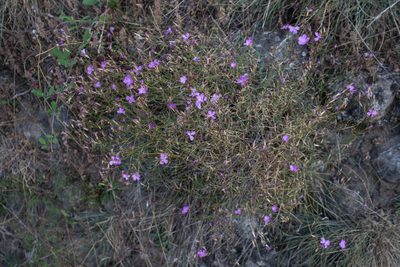 Dianthus graniticus, photographed by Tim Johnson