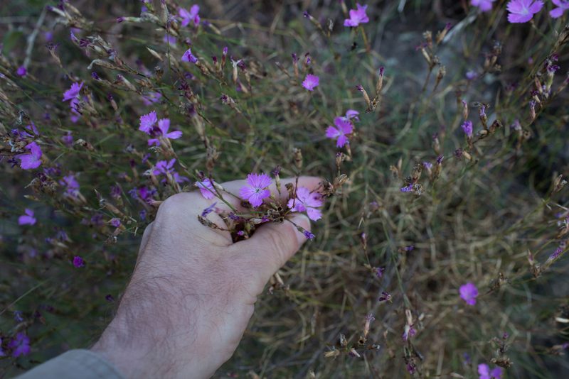 Dianthus graniticus, photographed by Tim Johnson