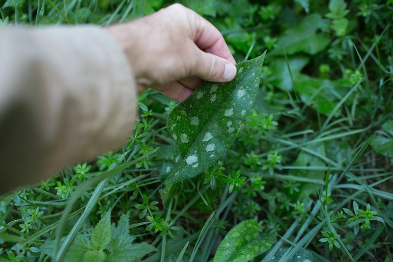 Pulmonaria affinis, photographed by Tim Johnson