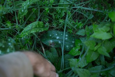 Pulmonaria affinis, photographed by Tim Johnson