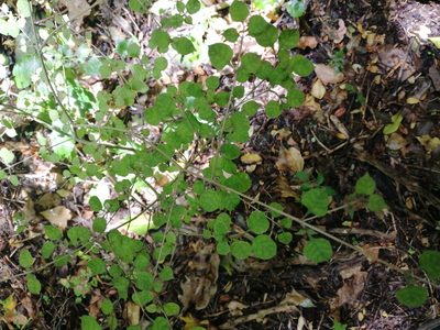 Coprosma areolata, photographed by Andy McKay