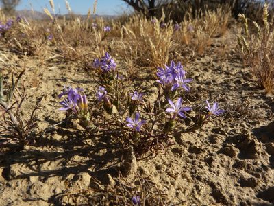 Eriastrum pluriflorum, photographed by Zack Abbey