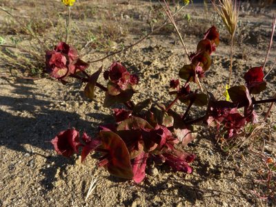 Mucronea perfoliata, photographed by Zack Abbey