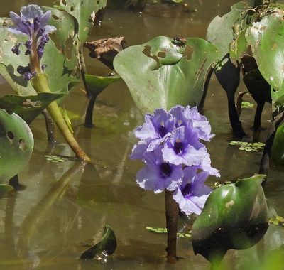 Pontederia azurea, photographed by Hugo Hulsberg