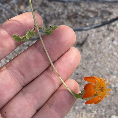 Adenophyllum speciosum, photographed by Bill Levine