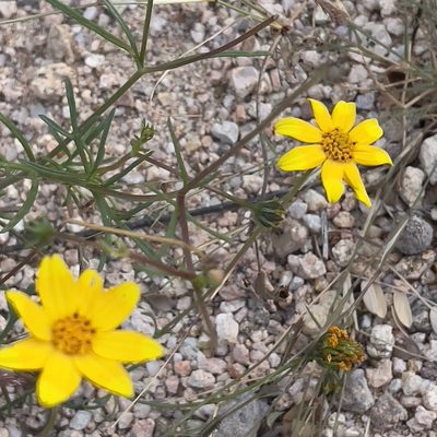 Bidens xanti, photographed by Bill Levine