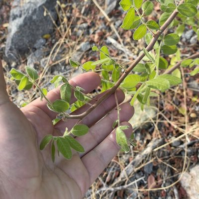 Cyrtocarpa edulis, photographed by Bill Levine