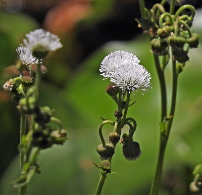 Gymnocoronis spilanthoides, photographed by Hugo Hulsberg