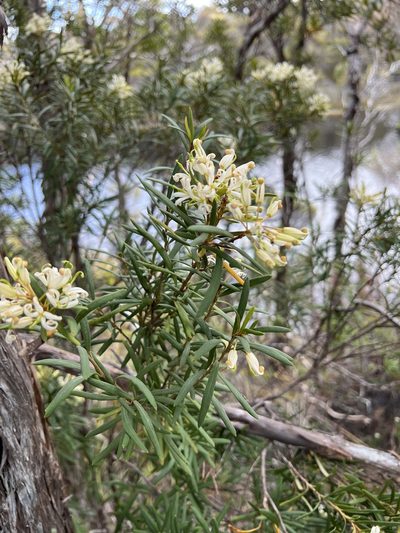 Lomatia polymorpha, photographed by Ramit Singal