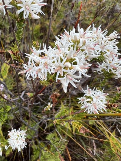 Sprengelia propinqua, photographed by Ramit Singal