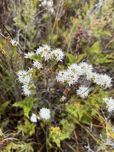 Sprengelia propinqua, photographed by Ramit Singal
