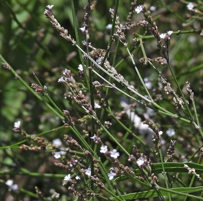 Verbena montevidensis, photographed by Hugo Hulsberg