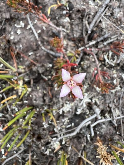 Boronia elisabethiae, photographed by Ramit Singal