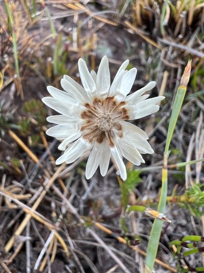 Helichrysum somalense, photographed by Ramit Singal