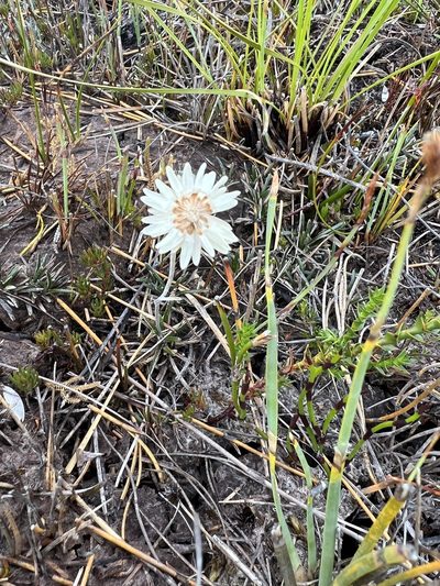 Helichrysum somalense, photographed by Ramit Singal
