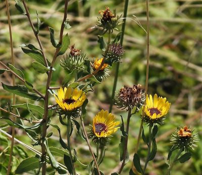 Grindelia pulchella, photographed by Hugo Hulsberg