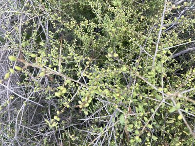 Lycium californicum, photographed by laiet17