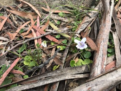 Viola hederacea, photographed by Miguel de Salas
