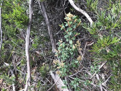 Pomaderris racemosa, photographed by Miguel de Salas