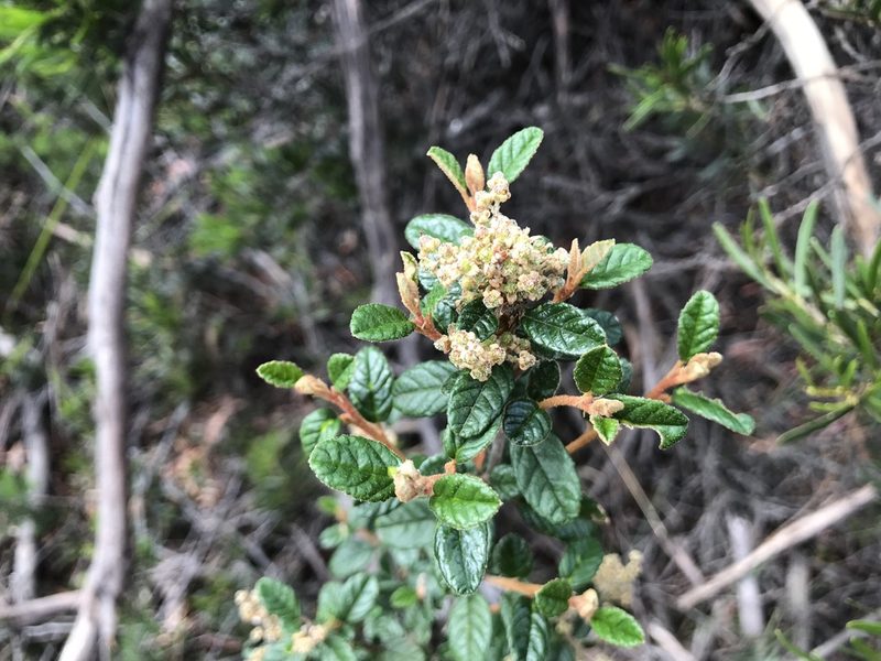 Pomaderris racemosa, photographed by Miguel de Salas
