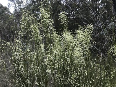 Leptomeria drupacea, photographed by Miguel de Salas