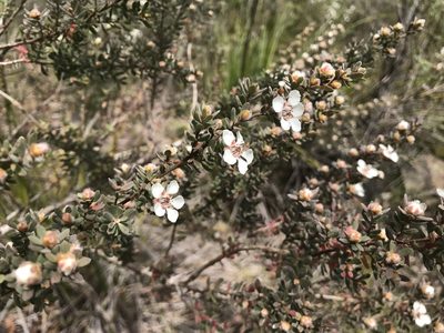 Leptospermum lanigerum, photographed by Miguel de Salas