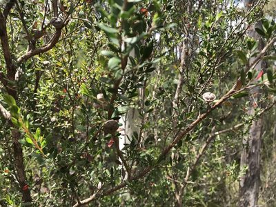 Leptospermum grandiflorum, photographed by Miguel de Salas