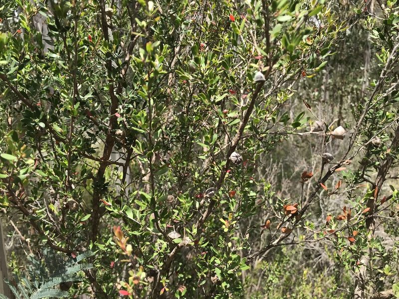 Leptospermum grandiflorum, photographed by Miguel de Salas
