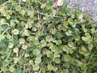 Hydrocotyle microphylla, photographed by Colin Meurk