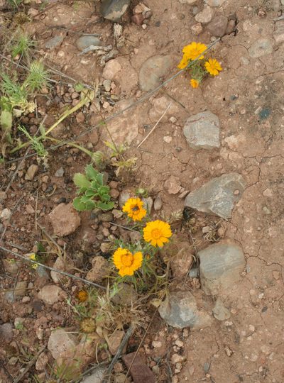 Cladanthus arabicus, photographed by Oleg Kosterin