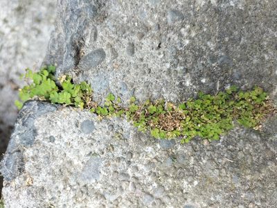 Oxalis exilis, photographed by Colin Meurk