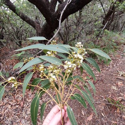Eucalyptus botryoides, photographed by ronavery