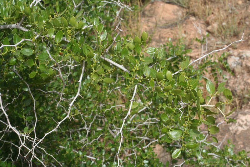 Ziziphus lotus, photographed by Oleg Kosterin