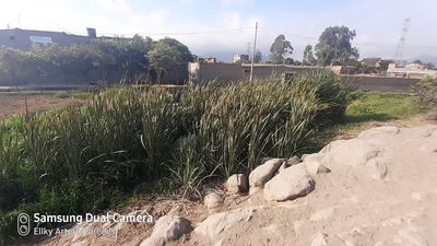 Typha domingensis, photographed by Ellky Arteta Paredes