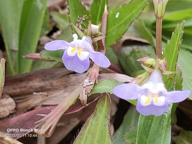 Bonnaya sanpabloensis, photographed by Ong Jyh Seng